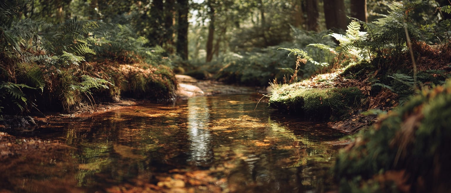 Klarer Waldbach mit Farnen und Moos — Sinnbild für ökologische Textilreinigung